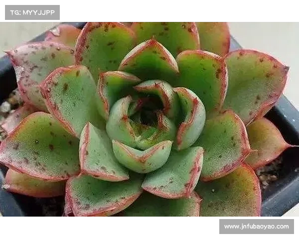 高地红石榴养护的关键要点与技巧及其生长环境的影响分析